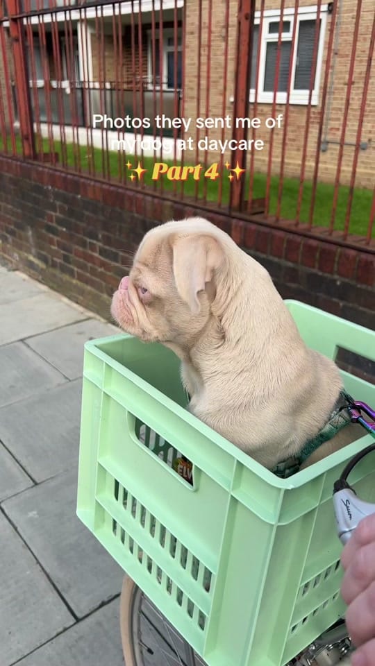 Post 8 by Elvis the Pug on TikTok (video)