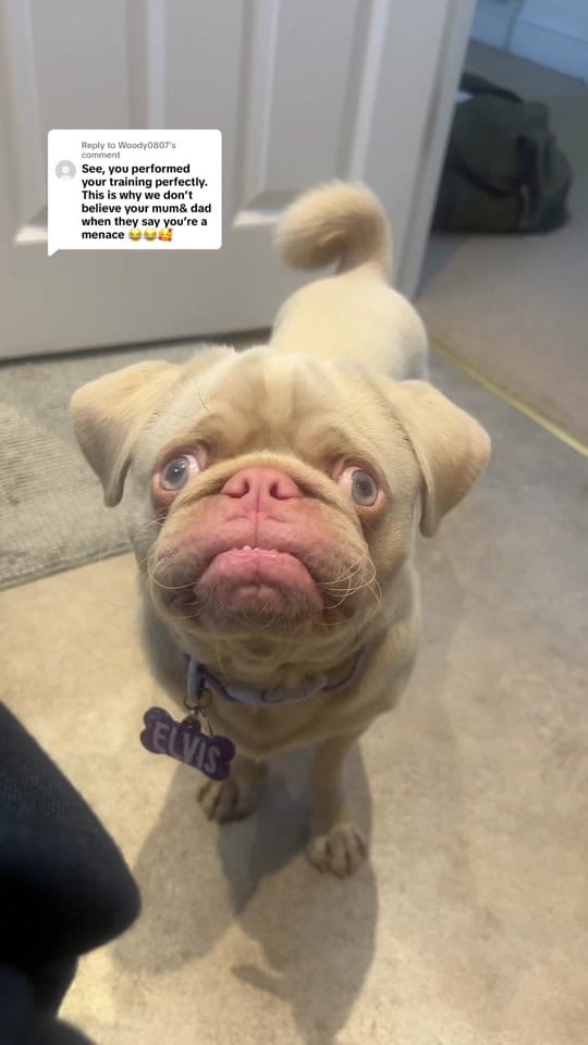Post 4 by Elvis the Pug on TikTok (video)