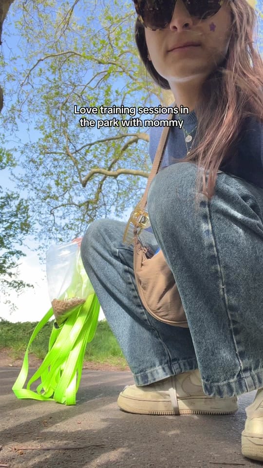 Post 5 by Elvis the Pug on TikTok (video)