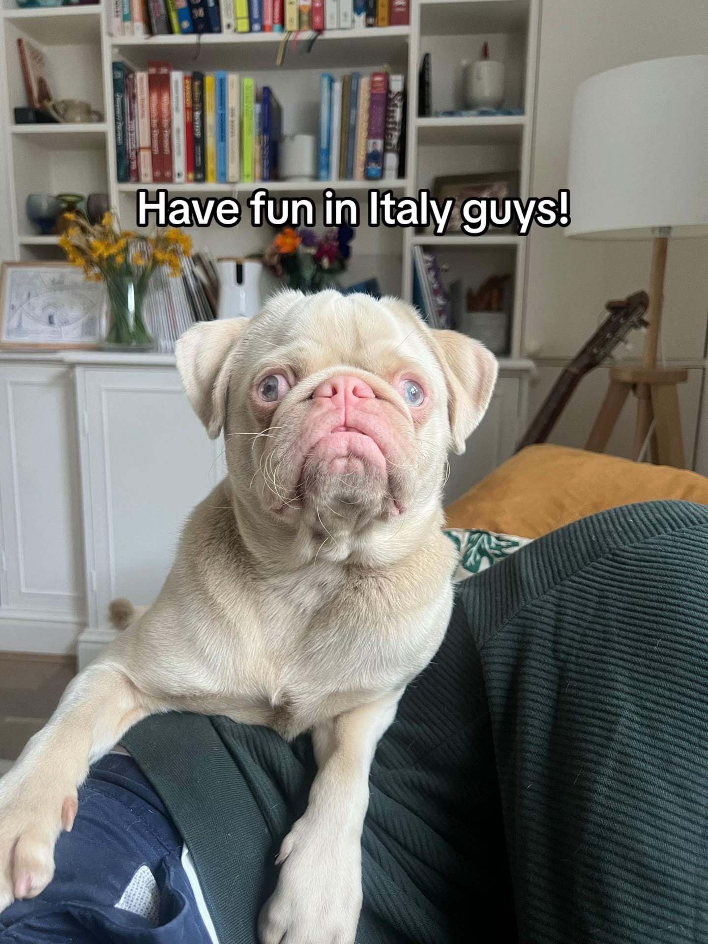 Post 1 by Elvis the Pug on TikTok (video)