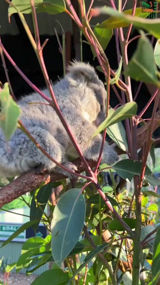 Post 10 by New South Wales on TikTok (video)