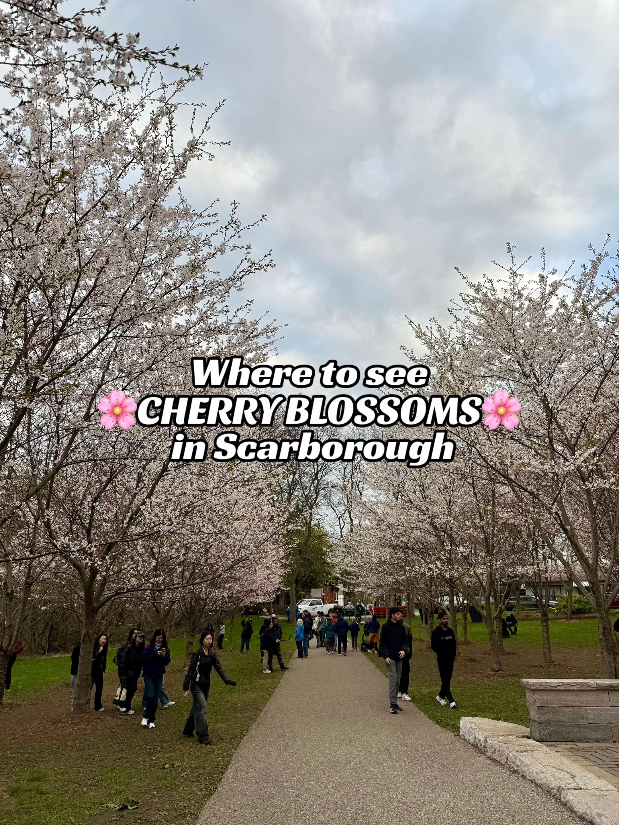 Post 8 by Shania & Peony on TikTok (video)