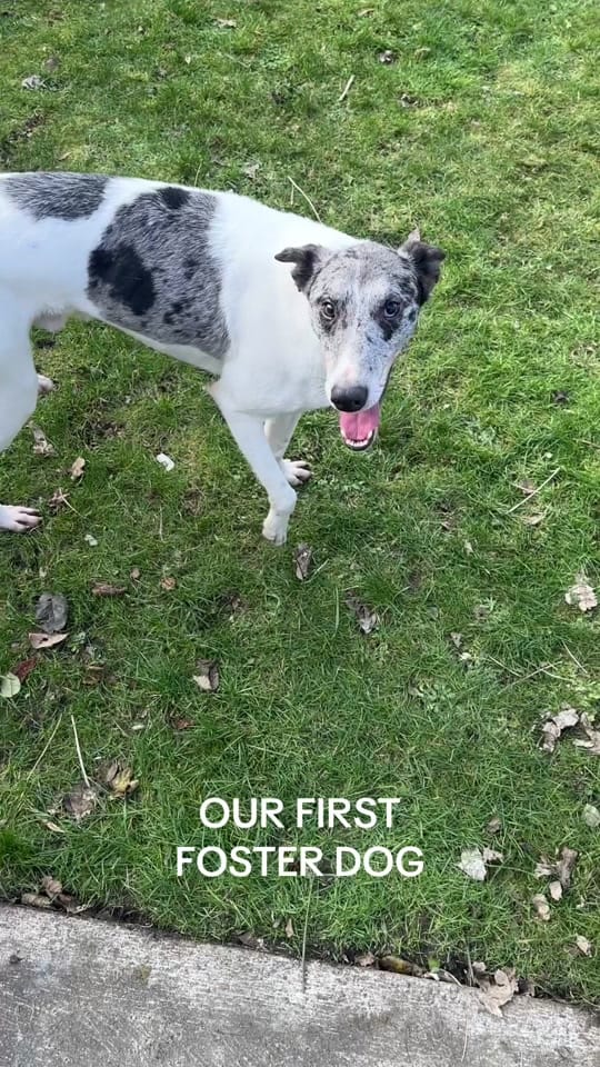 Post 9 by Molly 🌱🍒⛰️🍓 on TikTok (video)