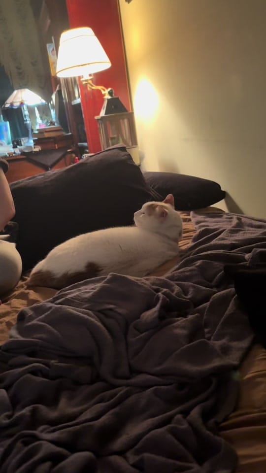 Post 3 by Velvet on TikTok (video)