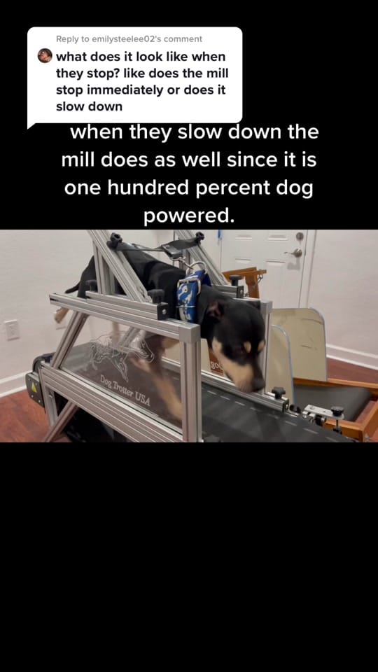 Post 9 by paradigmkennelsapbts on TikTok (video)