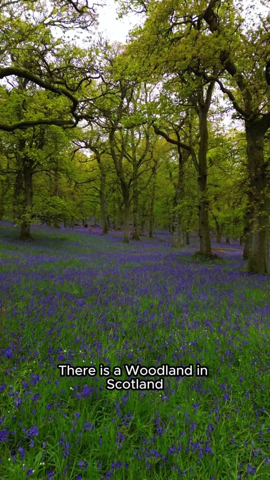 Post 9 by Experience Scotland’s Wild on TikTok (video)
