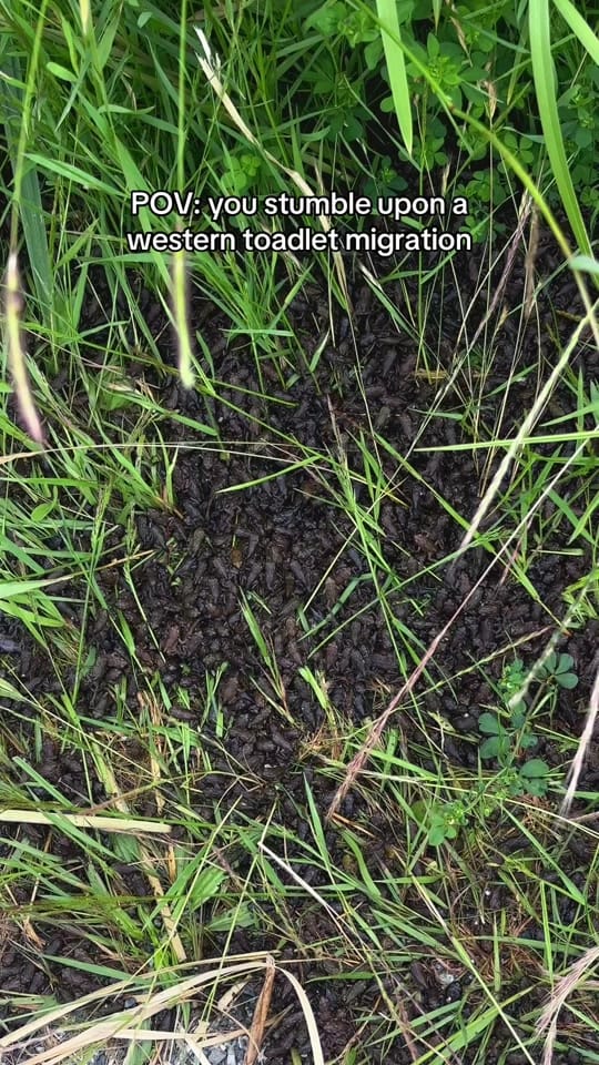 Post 2 by Rachel Barkman on TikTok (video)