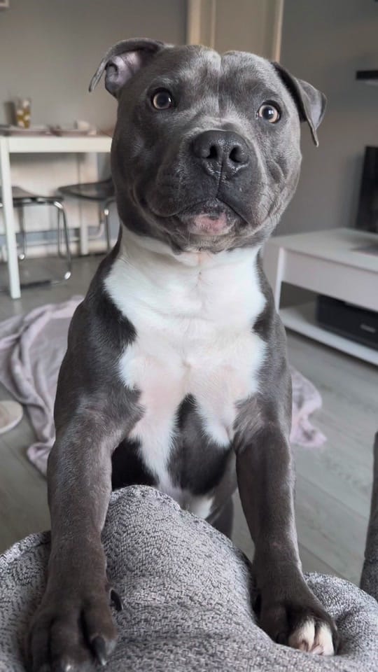 Post 10 by twolesbiansandastaffy on TikTok (video)