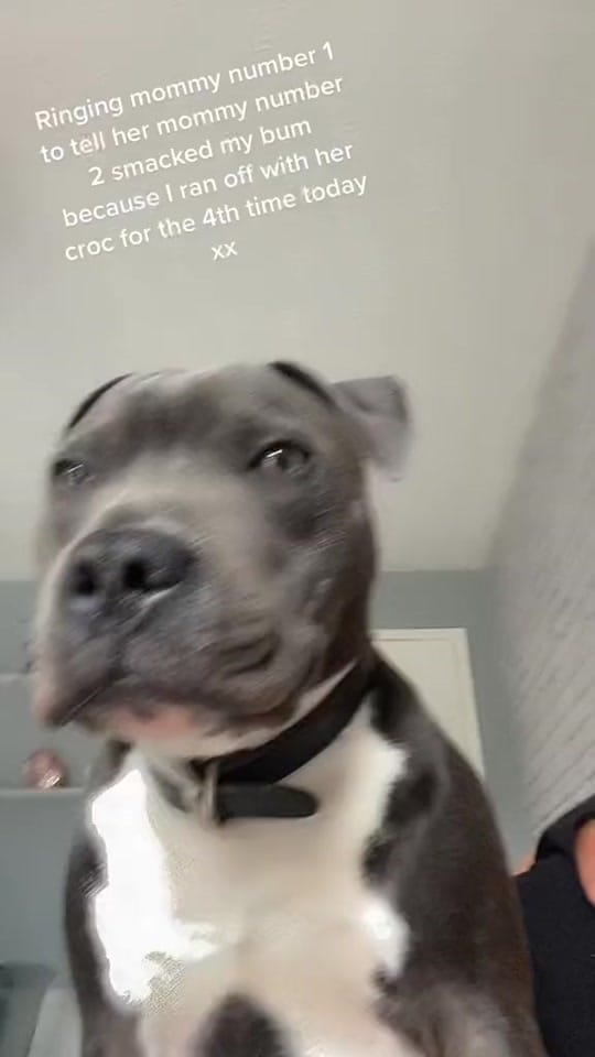 Post 5 by twolesbiansandastaffy on TikTok (video)