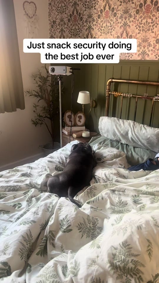 Post 4 by twolesbiansandastaffy on TikTok (video)