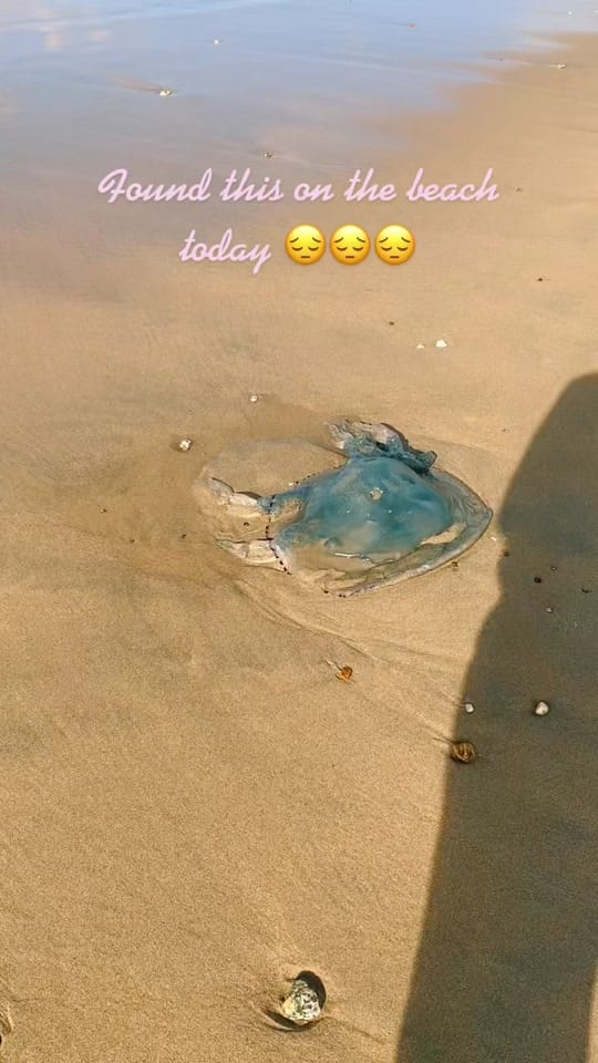 Post 10 by CornsilogNJersey on TikTok (video)