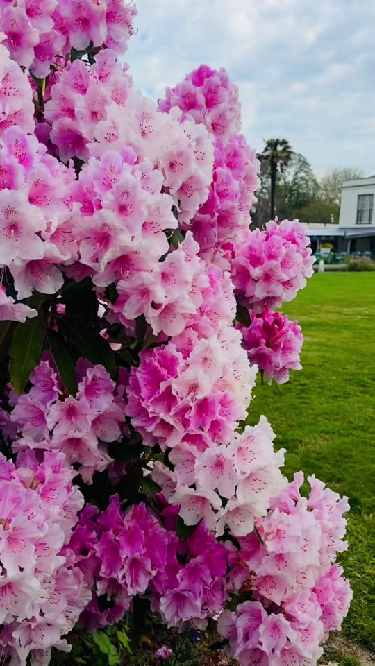 Post 3 by CornsilogNJersey on TikTok (video)