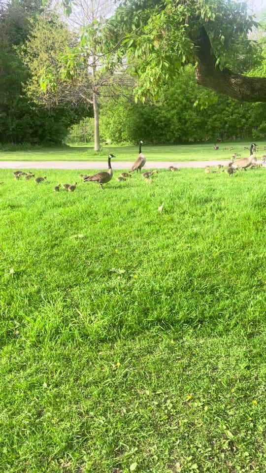 Post 4 by ProducahMan on TikTok (video)