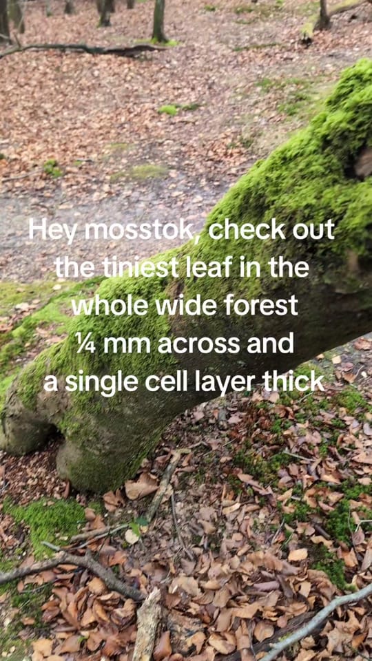 Post 8 by kat 🇬🇧🇨🇦 on TikTok (video)