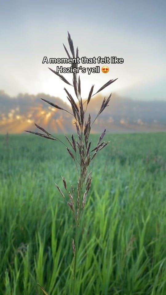 Post 9 by lyndoninthewild 🇨🇦 on TikTok (video)