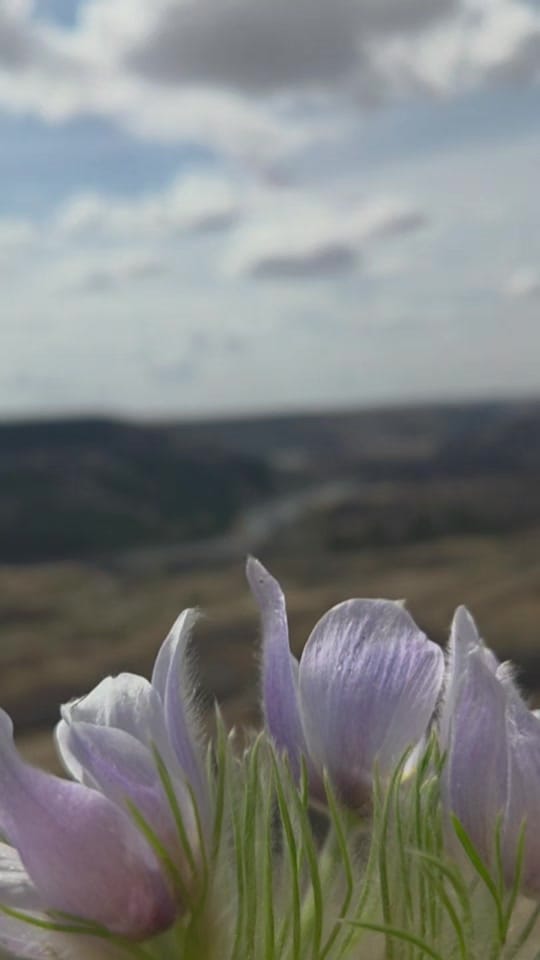 Post 6 by lyndoninthewild 🇨🇦 on TikTok (video)
