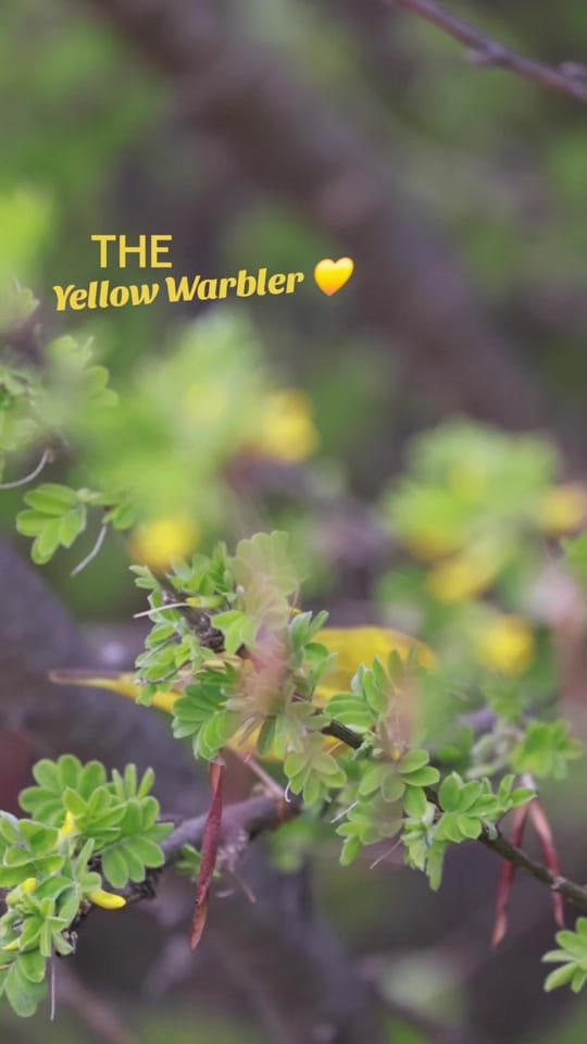 Post 2 by lyndoninthewild 🇨🇦 on TikTok (video)