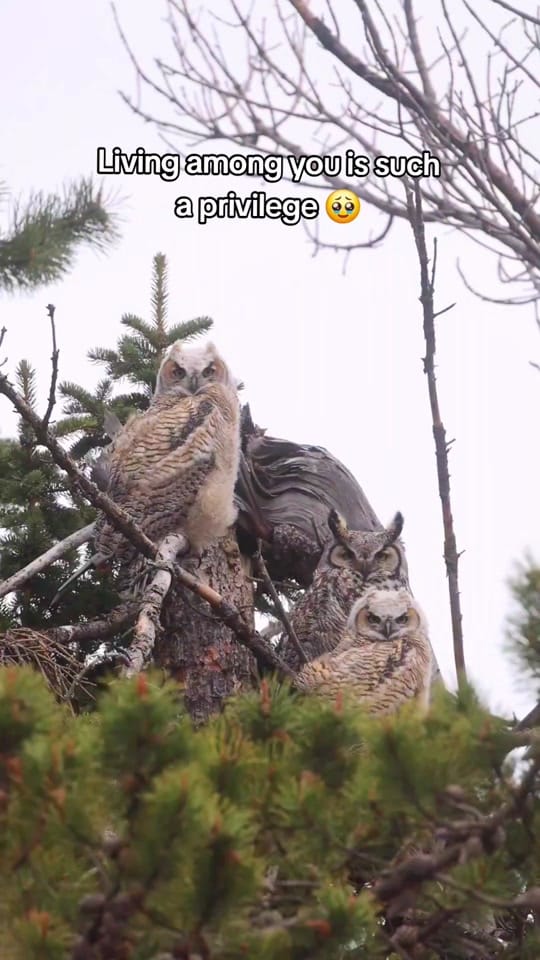 Post 4 by lyndoninthewild 🇨🇦 on TikTok (video)
