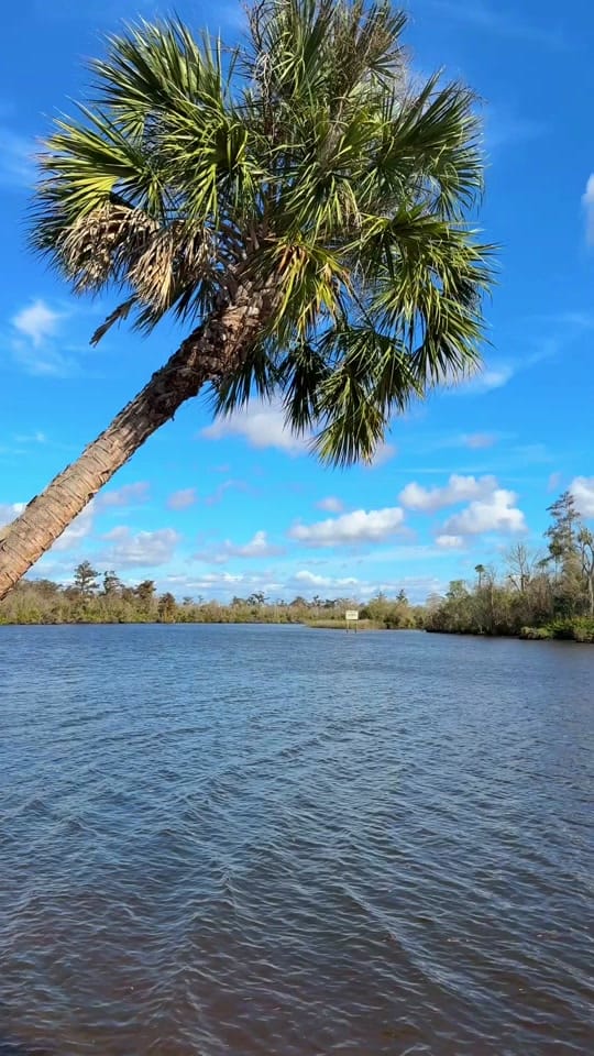 Post 2 by Tasha 🌴🥥🐊🐚 🇨🇿 on TikTok (video)