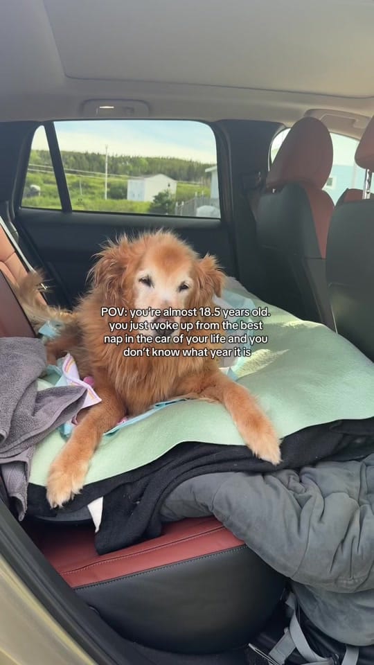Post 8 by tasharyland on TikTok (video)