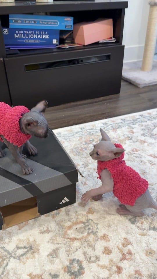 Post 8 by Rinochka on TikTok (video)