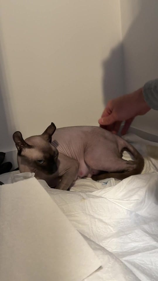 Post 10 by Rinochka on TikTok (video)