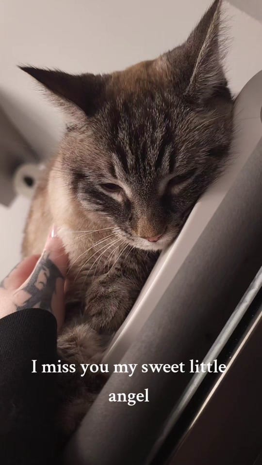 Post 7 by Forest Grump on TikTok (video)