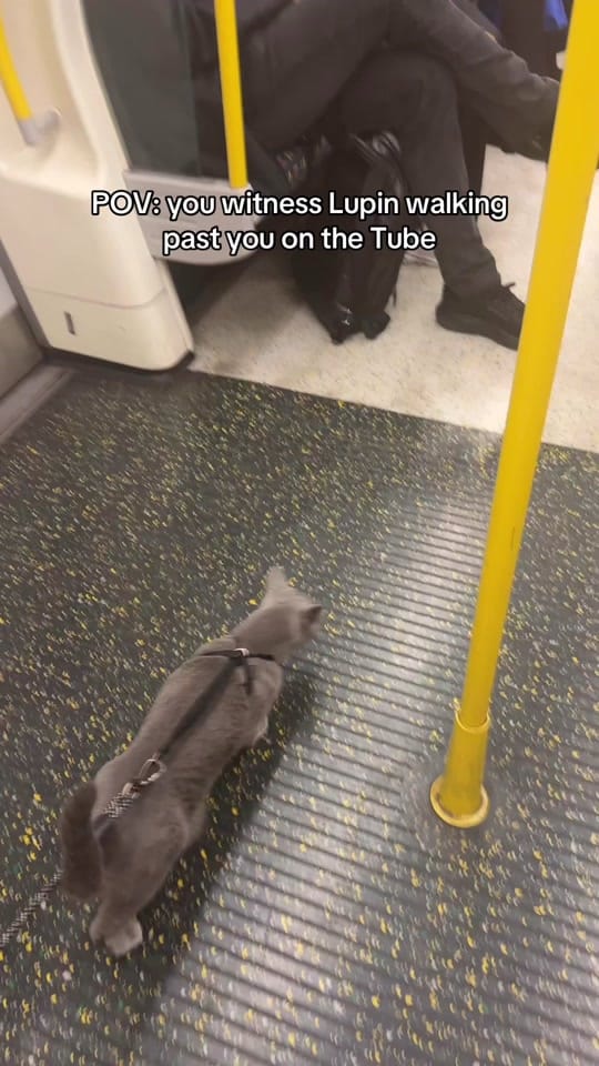 Post 1 by Lupin in London on TikTok (video)
