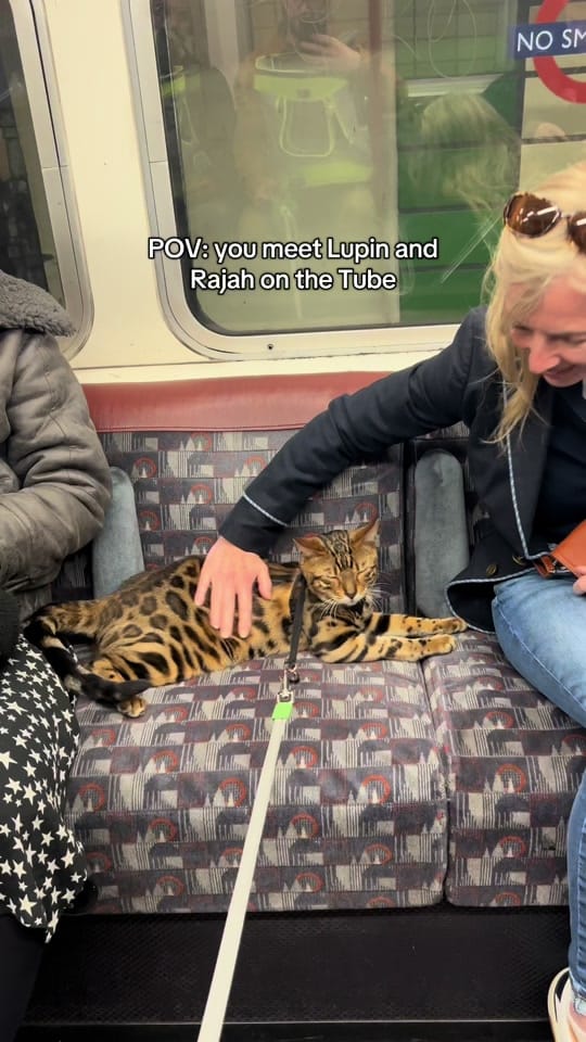 Post 6 by Lupin in London on TikTok (video)