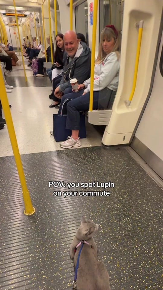 Post 5 by Lupin in London on TikTok (video)
