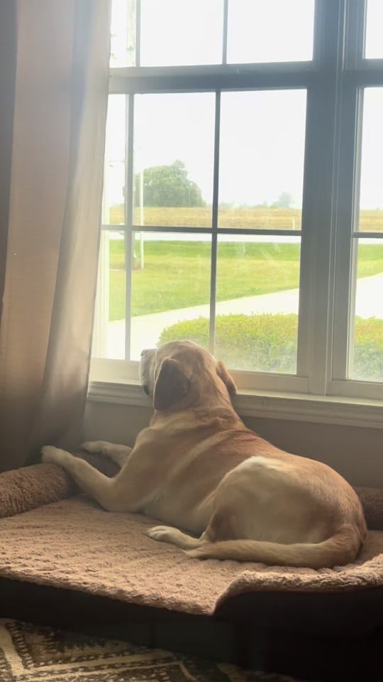 Post 1 by LACEY on TikTok (video)
