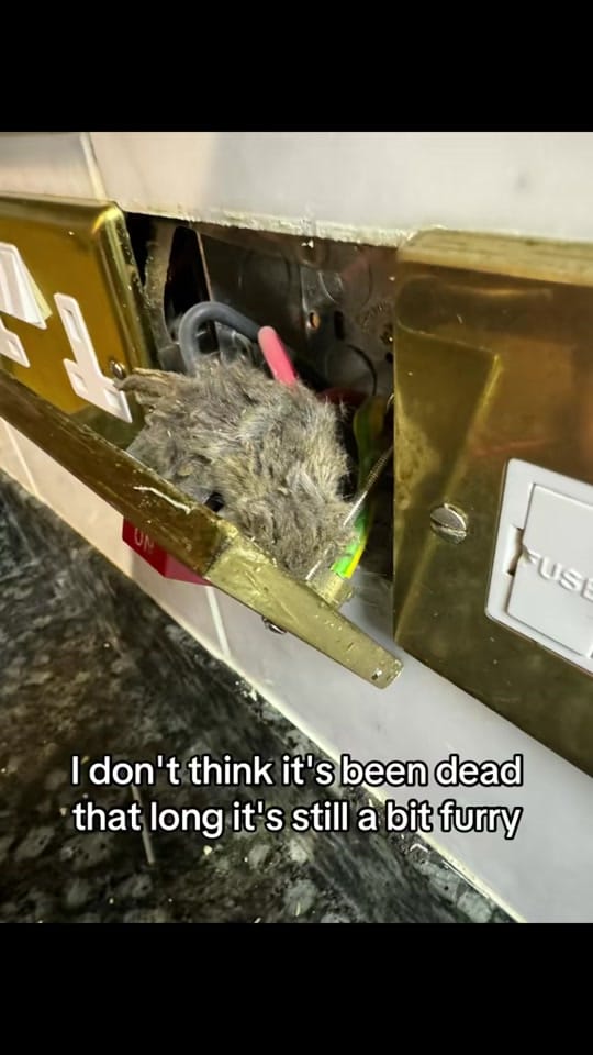 Post 7 by The tall sparky on TikTok (video)
