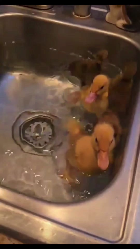 Post 1 by Bluegrass Buggys on TikTok (video)