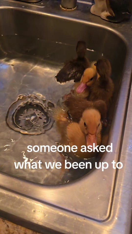 Post 4 by Bluegrass Buggys on TikTok (video)
