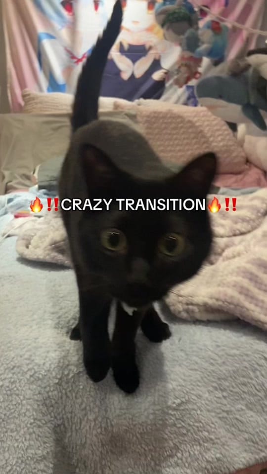 Post 9 by azu 🐈‍⬛ on TikTok (video)