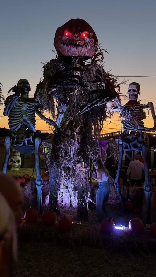 Post 5 by Jack’s Pumpkin Pop-Up on TikTok (video)