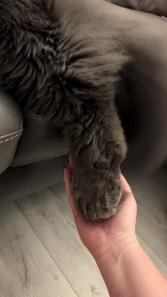 Post 8 by Rex🐈 Freddie🐈‍⬛Milo 🐈‍⬛ on TikTok (video)