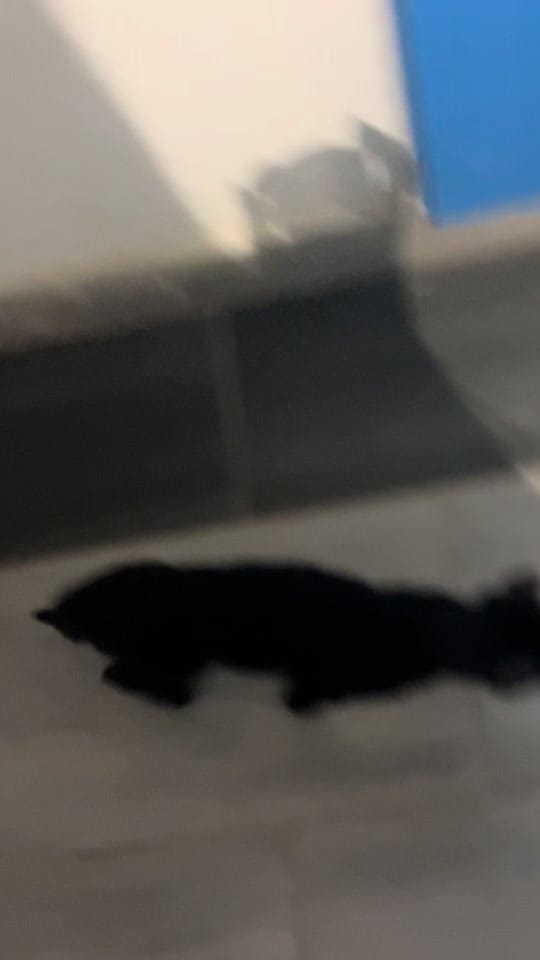Post 6 by Rex🐈 Freddie🐈‍⬛Milo 🐈‍⬛ on TikTok (video)