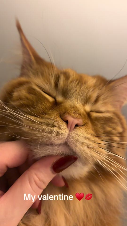 Post 4 by Rex🐈 Freddie🐈‍⬛Milo 🐈‍⬛ on TikTok (video)