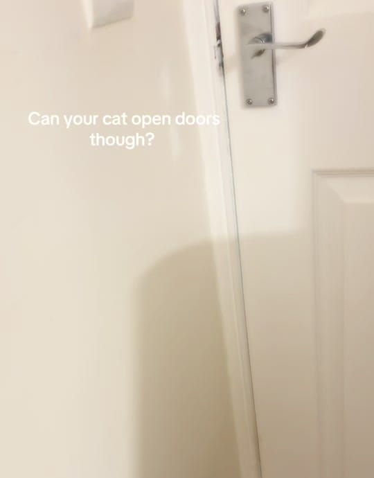 Post 3 by Rex🐈 Freddie🐈‍⬛Milo 🐈‍⬛ on TikTok (video)