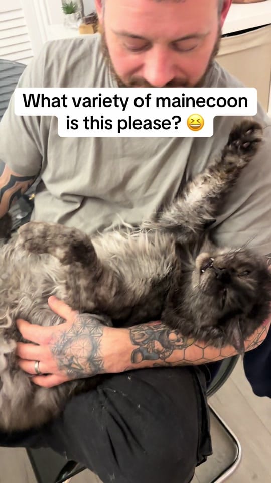 Post 5 by Rex🐈 Freddie🐈‍⬛Milo 🐈‍⬛ on TikTok (video)