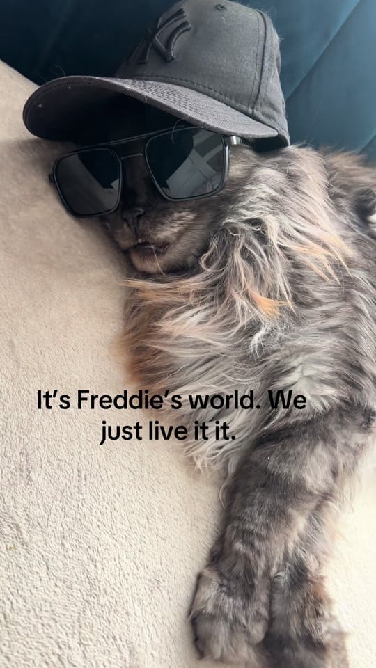 Post 1 by Rex🐈 Freddie🐈‍⬛Milo 🐈‍⬛ on TikTok (video)