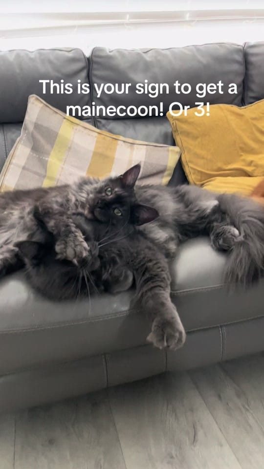 Post 9 by Rex🐈 Freddie🐈‍⬛Milo 🐈‍⬛ on TikTok (video)