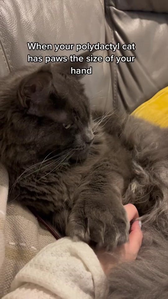 Post 10 by Rex🐈 Freddie🐈‍⬛Milo 🐈‍⬛ on TikTok (video)