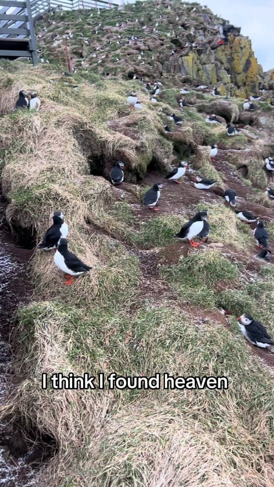 Post 4 by Michael Gallo on TikTok (video)