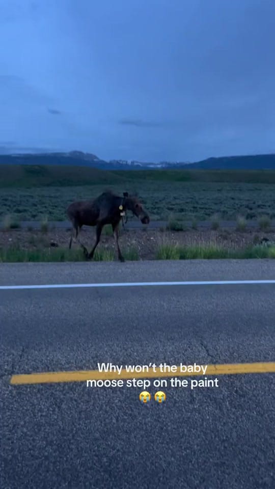 Post 10 by Michael Gallo on TikTok (video)