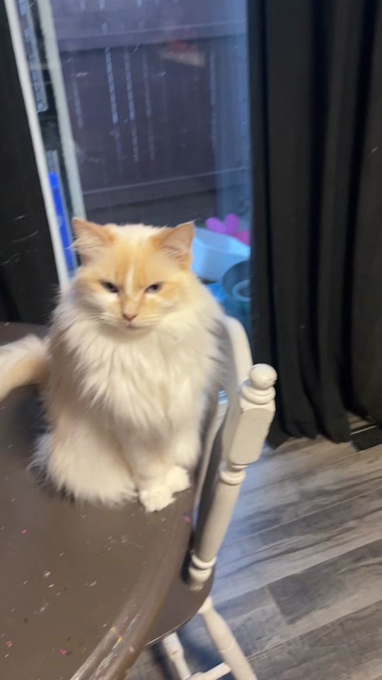 Post 5 by Rose Gold Studios on TikTok (video)