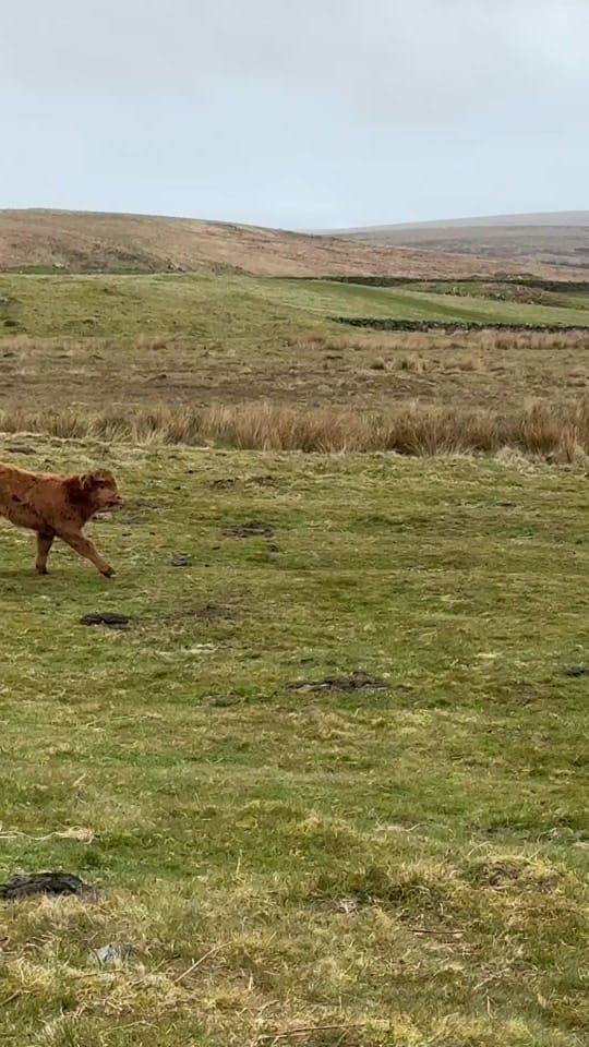 Post 3 by Kitchen Coos & Ewes on TikTok (video)
