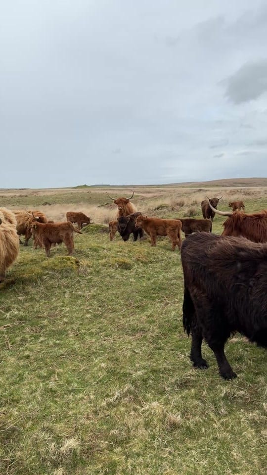 Post 4 by Kitchen Coos & Ewes on TikTok (video)