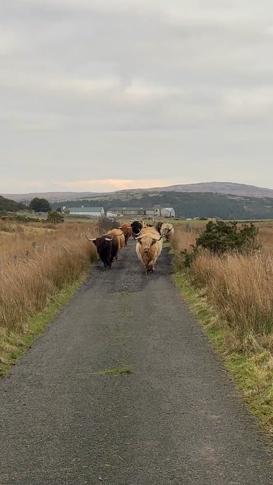 Post 7 by Kitchen Coos & Ewes on TikTok (video)
